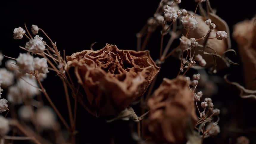 Dried roses and flower buds