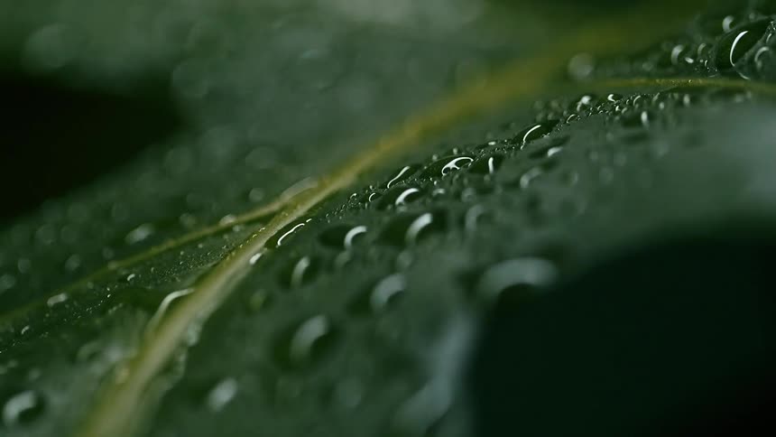 Water droplets glisten along the dark green surface of a leaf in soft light