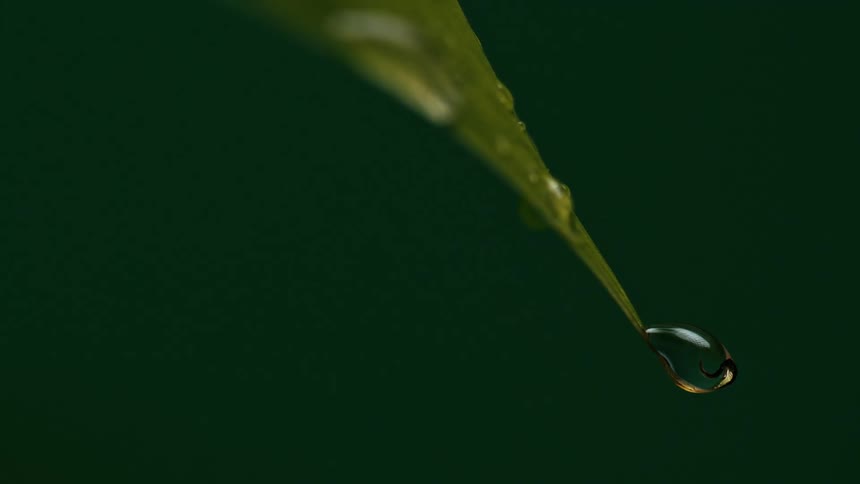 A single shimmering water droplet hanging from the tip of a green leaf against a dark green background