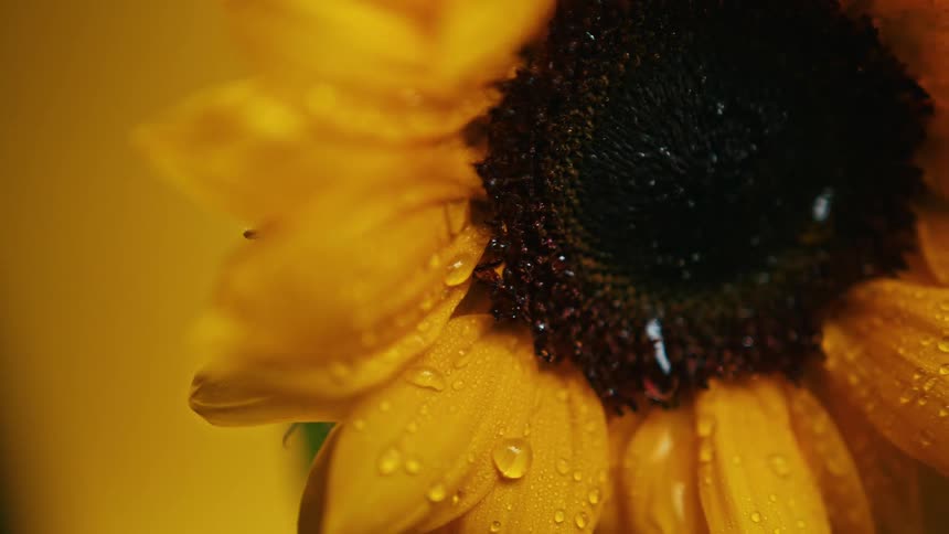 Dew covers the yellow petals of a flower with a black center
