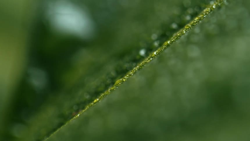 Extreme closeup of water droplets on a green leaf