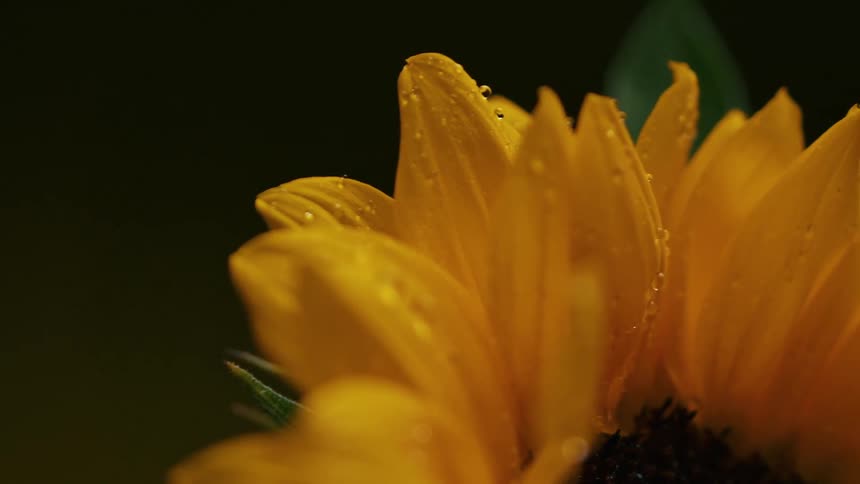 A vibrant closeup captures a yellow sunflower with delicate water droplets resting on its petals against a softly blurred dark background