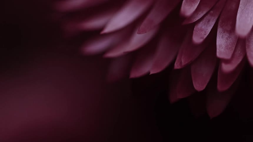 The petals of a pink flower