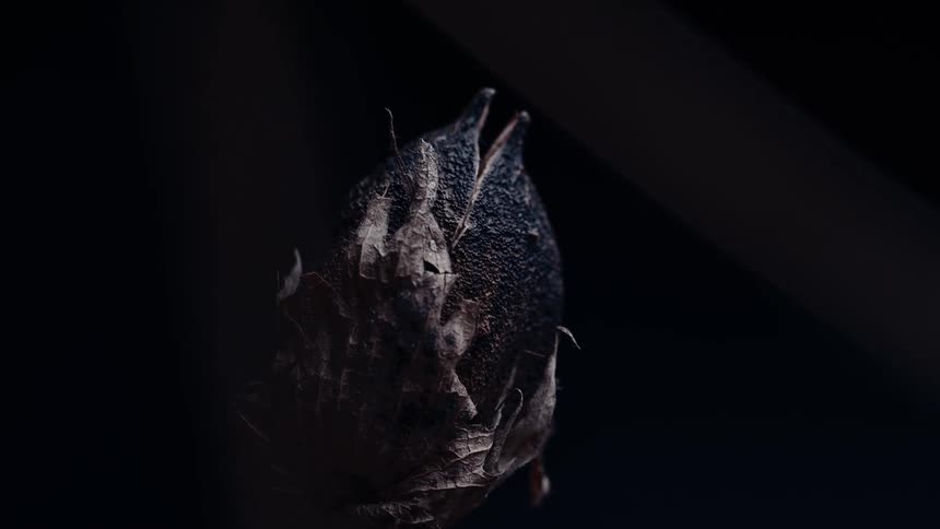 Closeup of an abstract flower bud against a black background