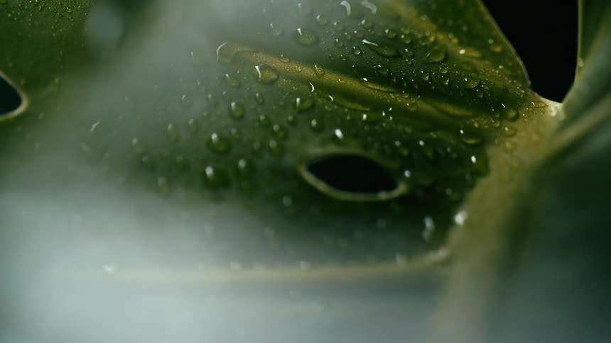 An extreme closeup reveals a verdant leaf covered in shimmering water droplets which are rapidly illuminated as light quickly swings across the surface