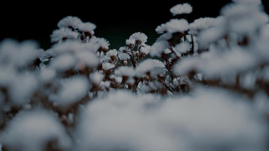 Closeup of a cluster of white flowers against a dark background