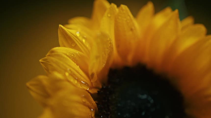 A sunflower with the focus on the sunkissed yellow petals covered in tiny water droplets against a warm outoffocus background