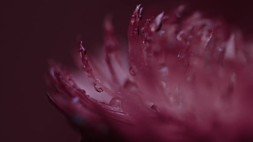 Water drops cling to pink petals
