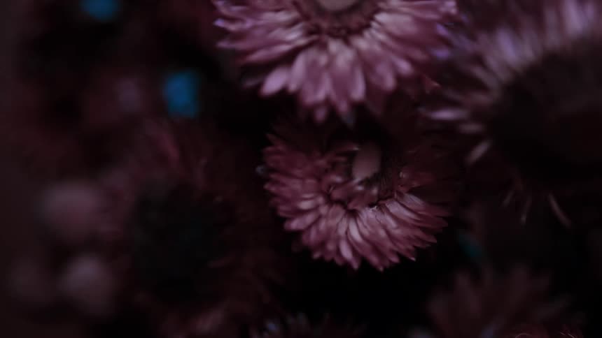 A bunch of pink flowers