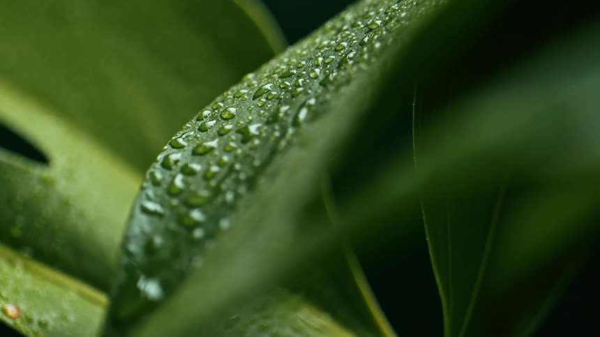 A macro shot reveals a vibrant green leaf heavily beaded with shimmering water droplets surrounded by softly blurred foliage