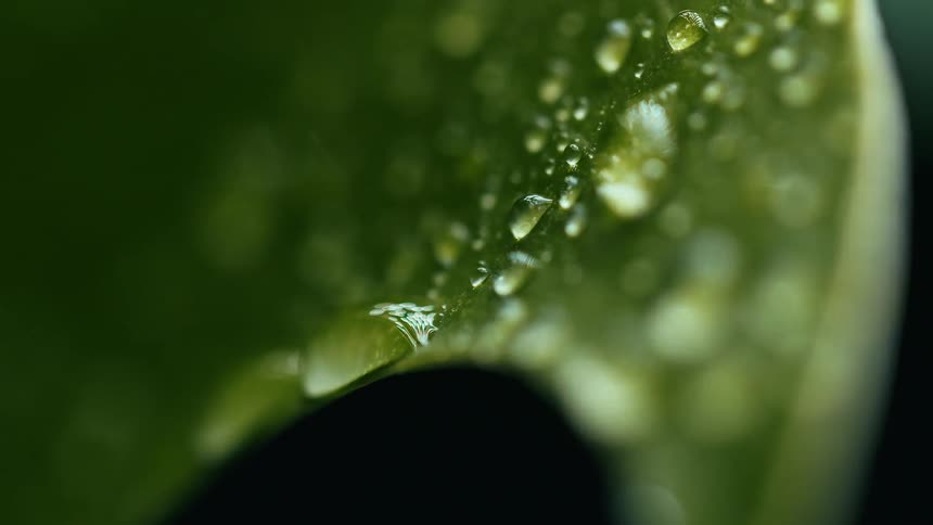 Closeup of water droplets scattered across the textured surface of a green leaf