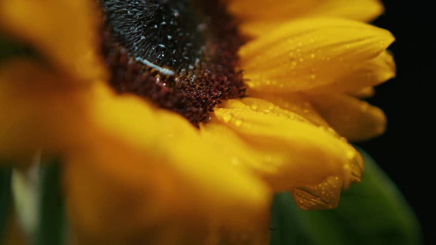 A close up of a sunflower