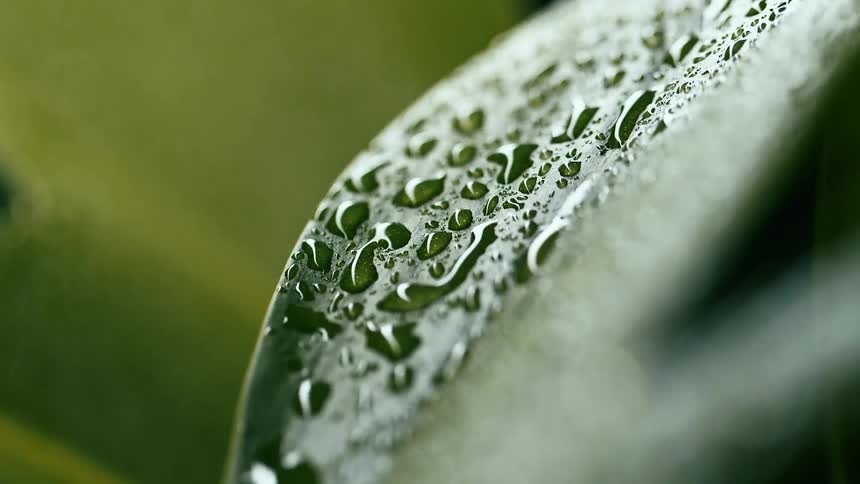 Water droplets on a leaf