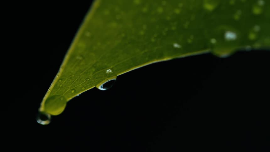 Water droplets on a leaf