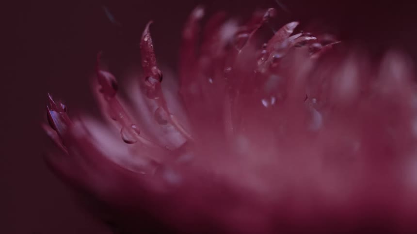 Water is sprayed onto a pink flower