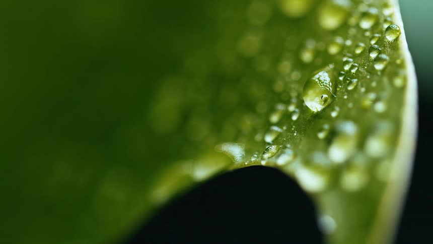 Extreme closeup of a green leaf with water droplets