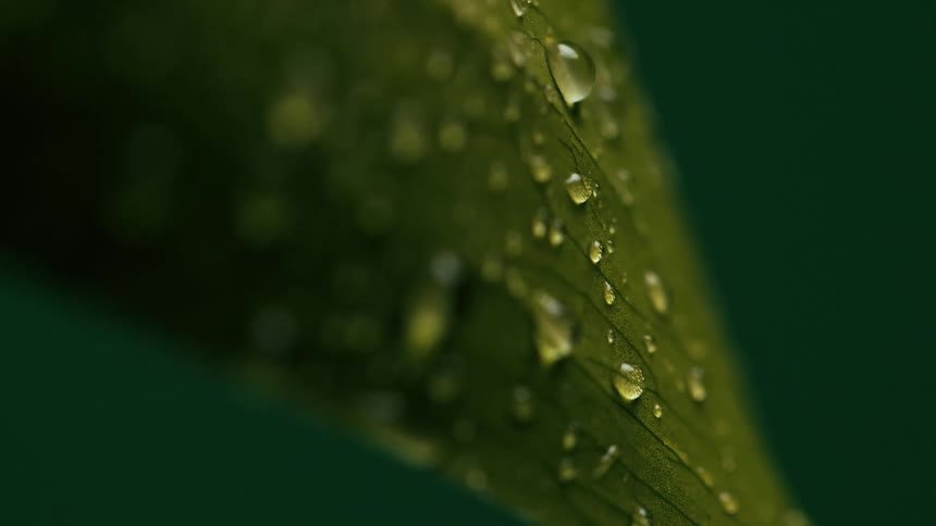 Dew drops on a leaf