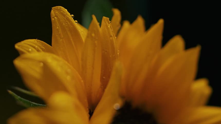 A closeup of a yellow flower shows small droplets of water on its petals with the center of the flower and the background remaining dark and out of focus