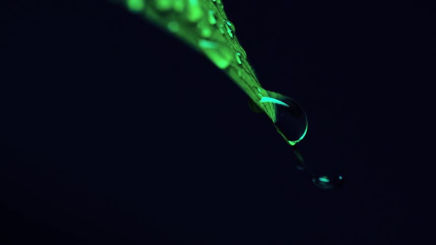 A single dew drop hanging on the edge of a leaf