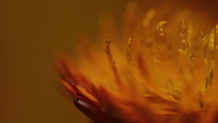 A close up of a yellow flower