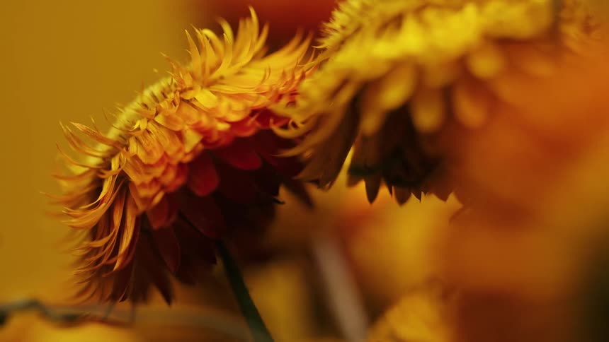 A close up of some yellow flowers