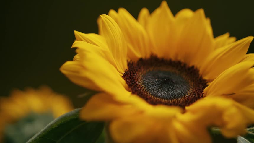 A close up of a sunflower