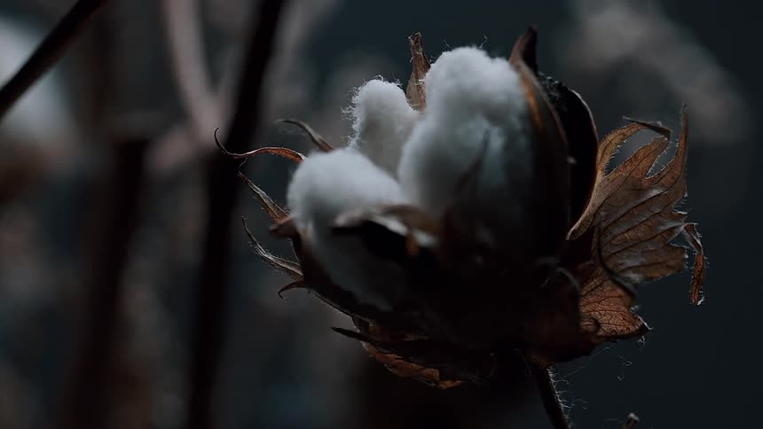 A single ripe cotton boll slowly comes into focus against a dark moody background