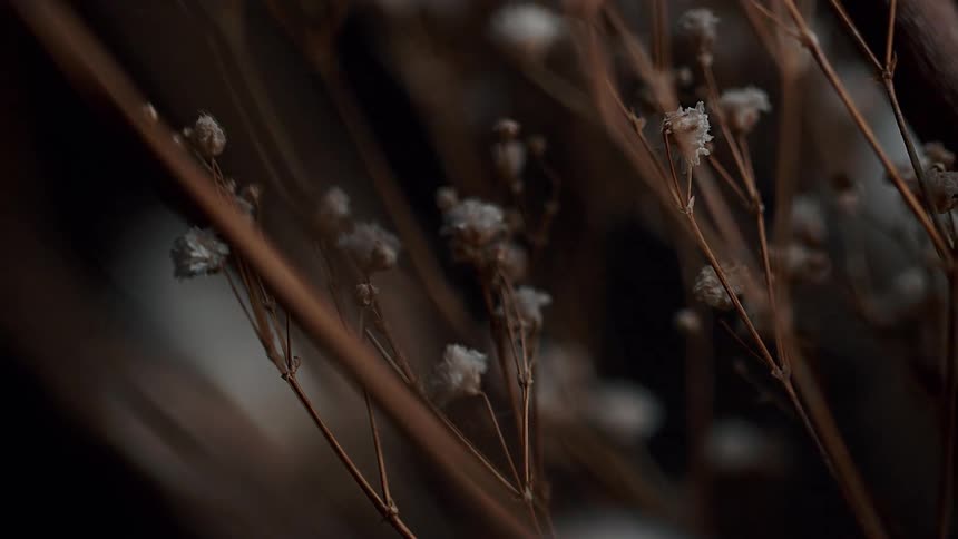 Frost clings to flower buds