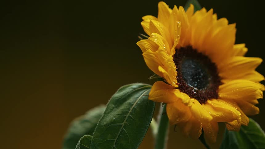 A close up of a sunflower