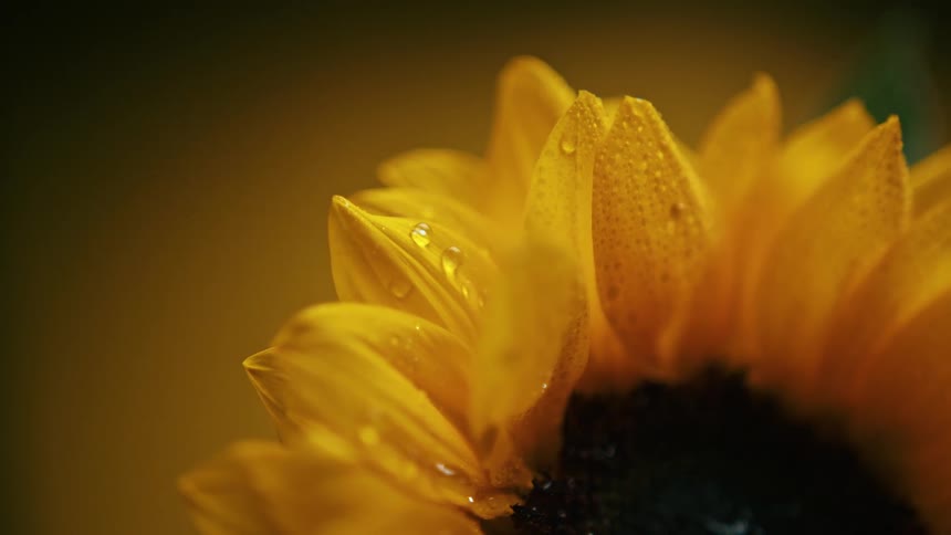 A close up of a sunflower