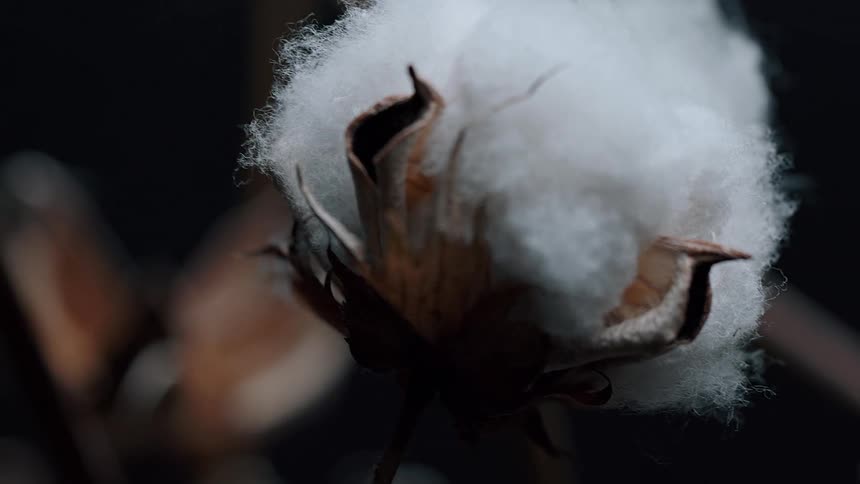 A single fluffy cotton boll is seen in fine detail against a dark background