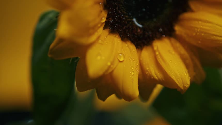 A close up of a sunflower