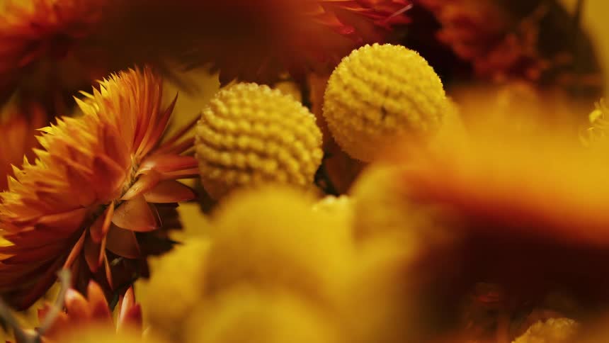 Bright yellow and orange flowers create a warm textured composition in soft focus