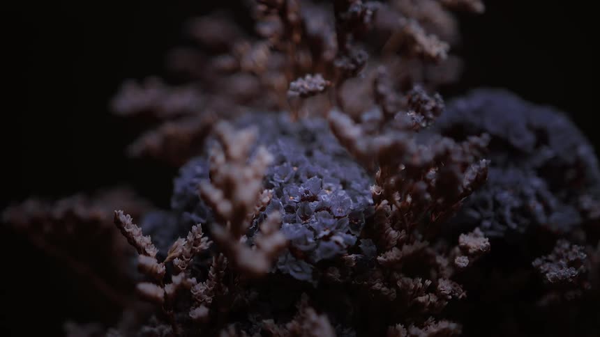 A cluster of dried flowers