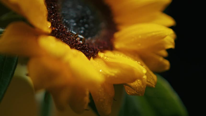 A sunflower with the focus on the yellow petals covered in tiny sparkling water droplets against a dark background