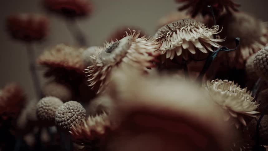 Close up of dried flowers
