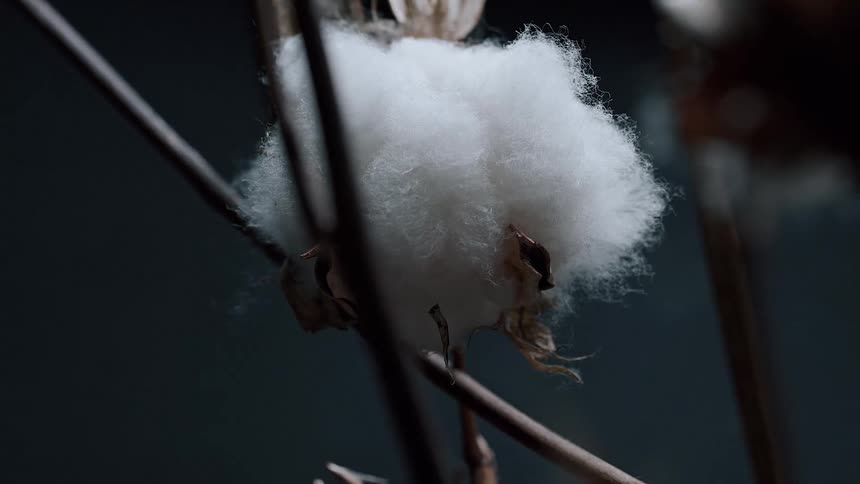 A single fluffy cotton boll sits on its stem against a dark moody background