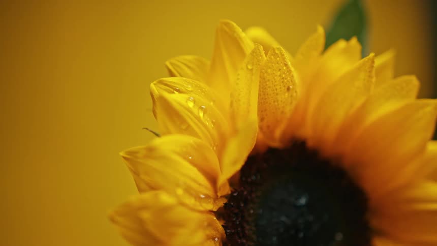 Closeup of a sunflower flower