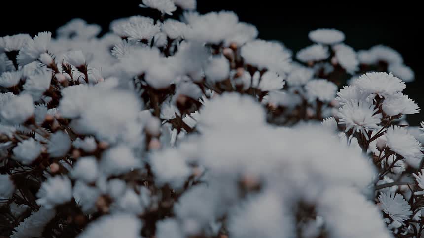 A cluster of white flowers