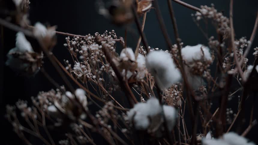 Frost clings to flower buds