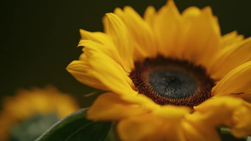 A closeup of a sunflower with bright yellow petals and a dark brown textured center is seen as the camera slowly adjusts its focus from blurry to sharp