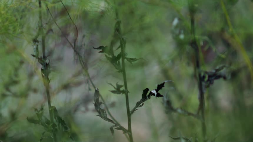 Some leafy plants