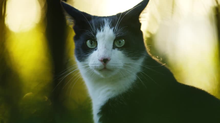 A black and white cat in a forest