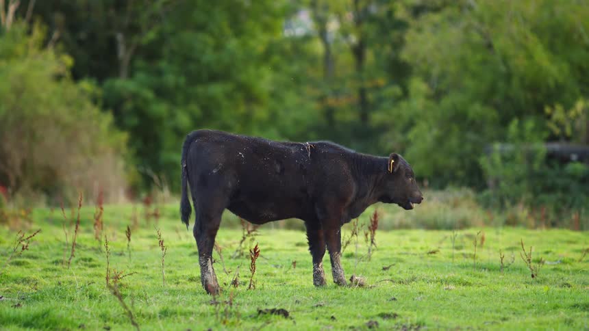 A single young black cow stands still in a green pasture before turning its head to look toward the camera