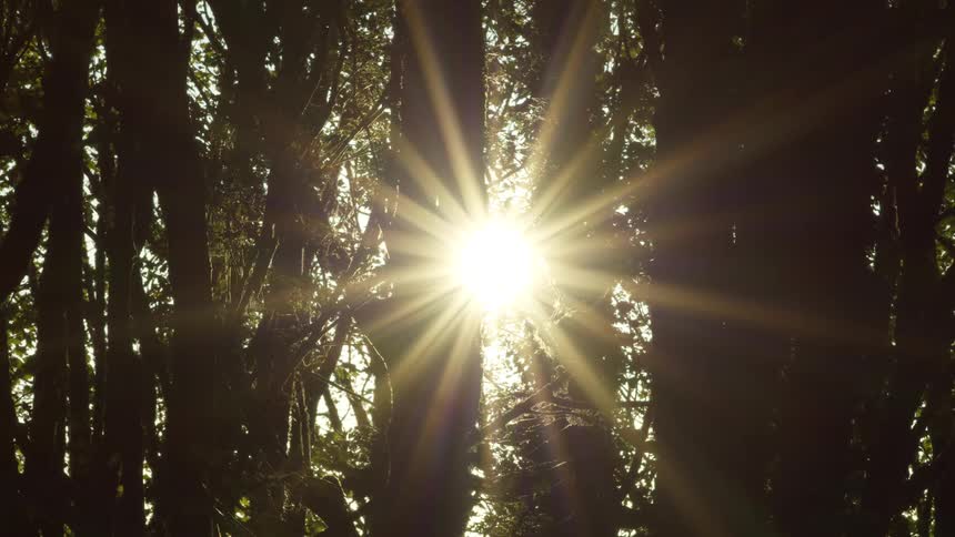 The sun peeking from behind some trees