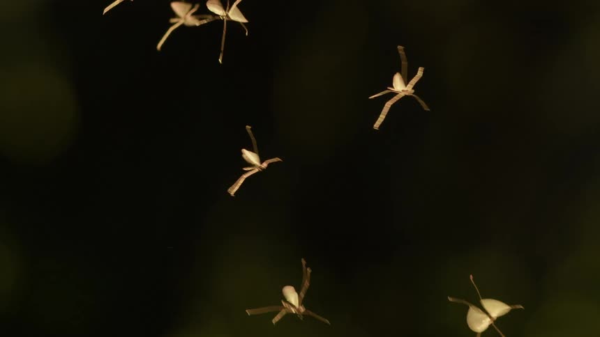Several insects flying around