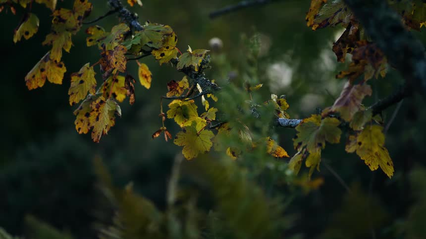 A closeup shot of a maple tree branch with yellowing leaves against a dark outoffocus background