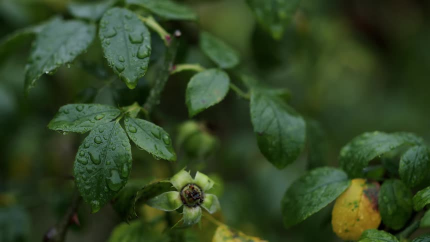 Rose plant with green leaves and water droplets