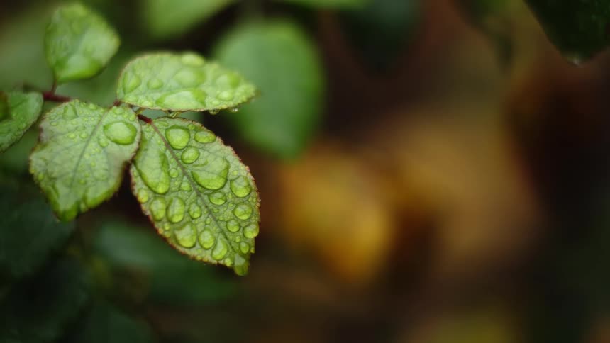 Green leaves of a tree with water droplets