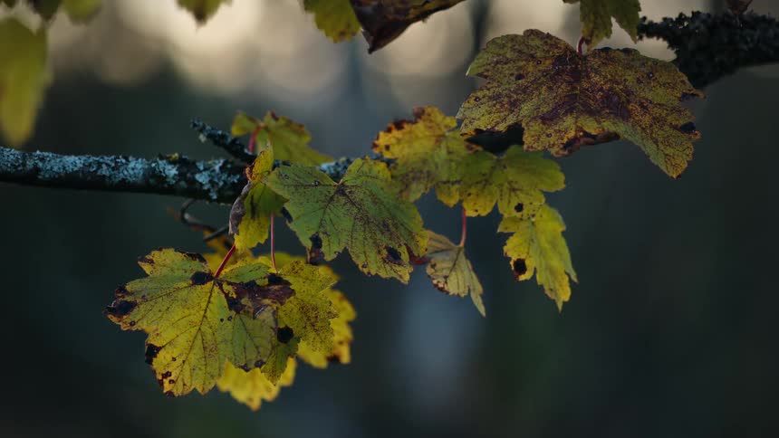 Yellowed maple leaves and on a branch of a tree